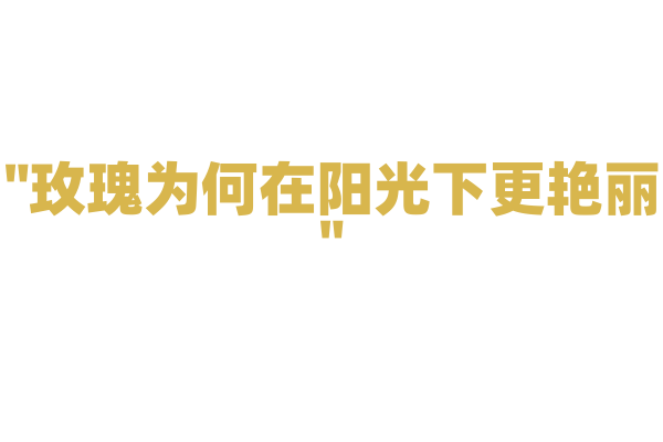 "玫瑰为何在阳光下更艳丽"